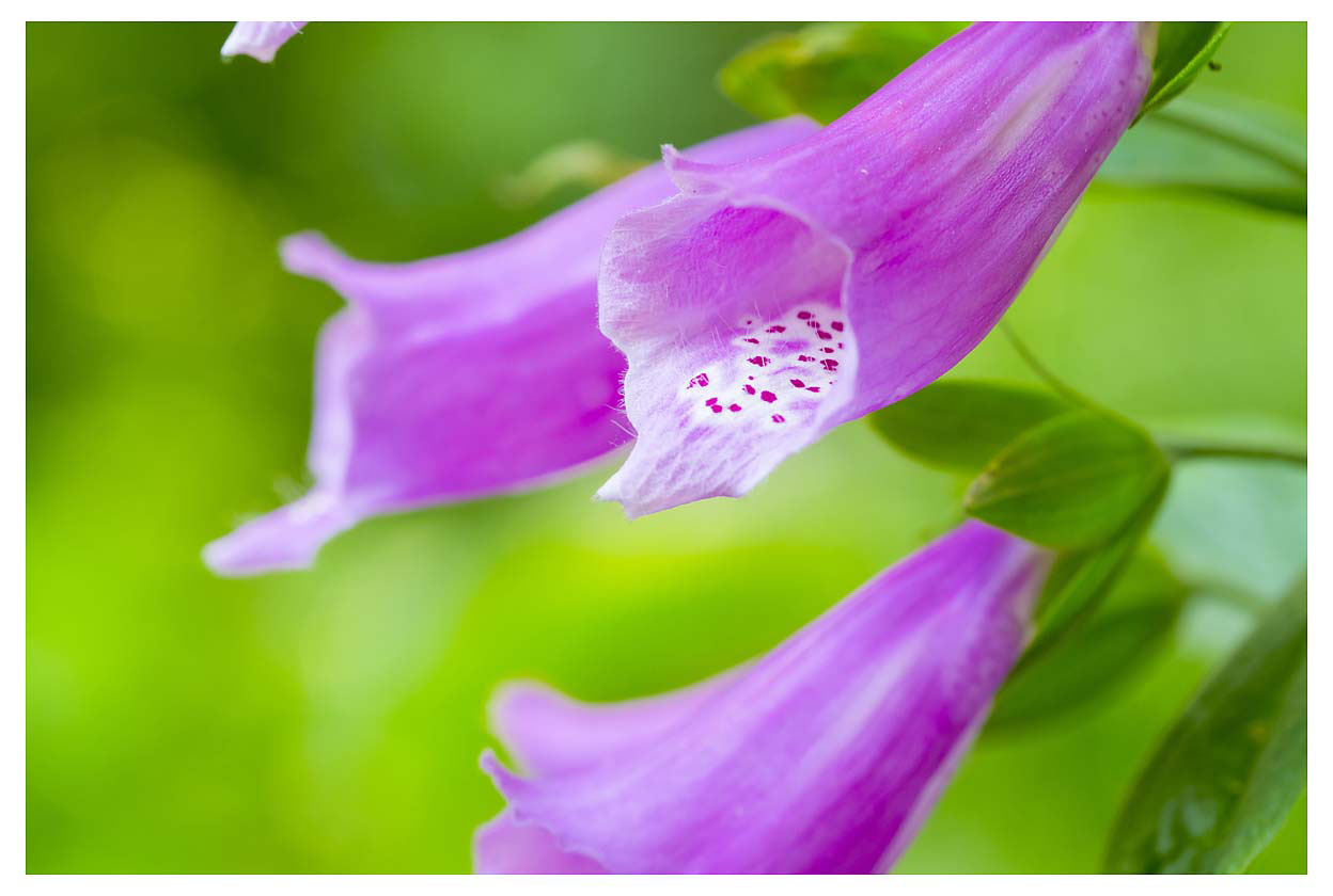 Digitalis purpurea